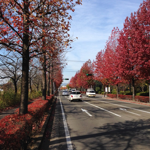 仙台市北部に位置する弊社の近くも街路樹や公園の木々が赤や黄色に綺麗に色づいてきました。